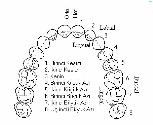 dis-numaralari