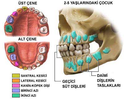 cocuk-bebek-dis-cikartma